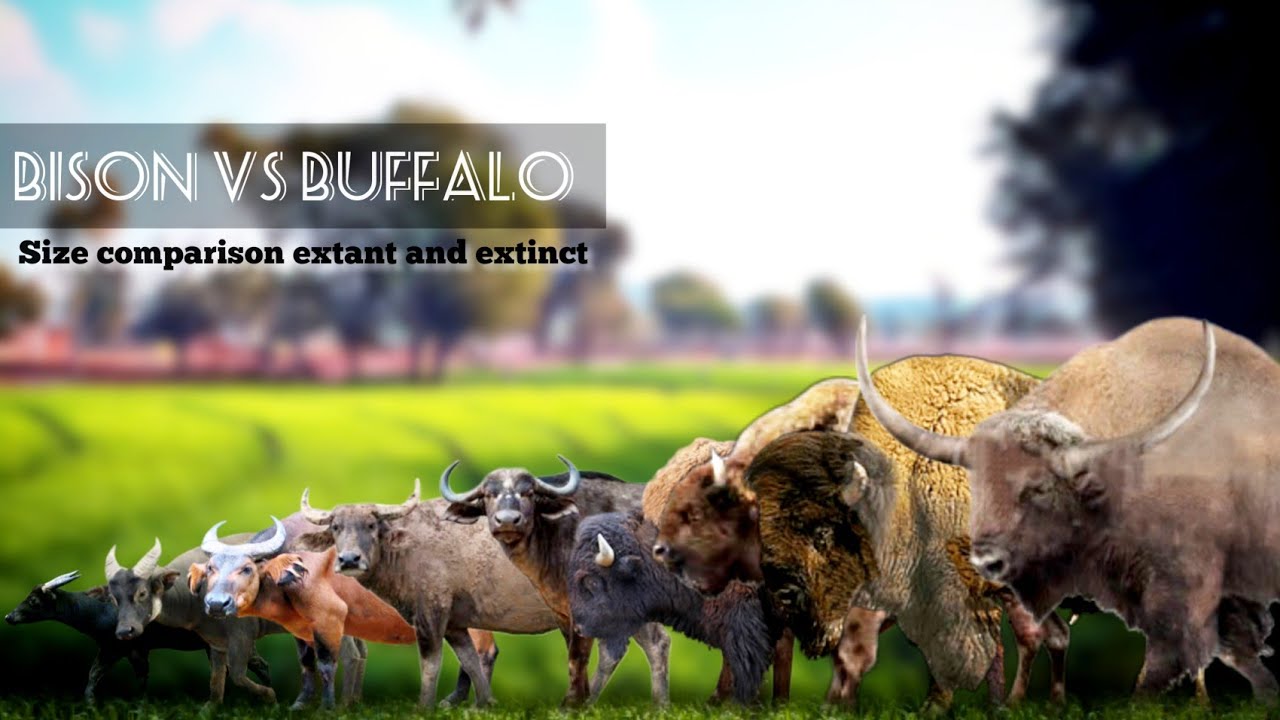 BISON VS BUFFALOS, Buffalos and bison size comparison.