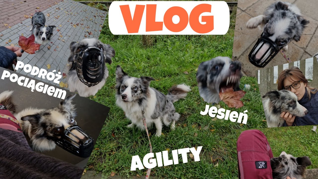 pierwszy trening agility od dawnaaa!🥰🥹 | luźny vlog z psem