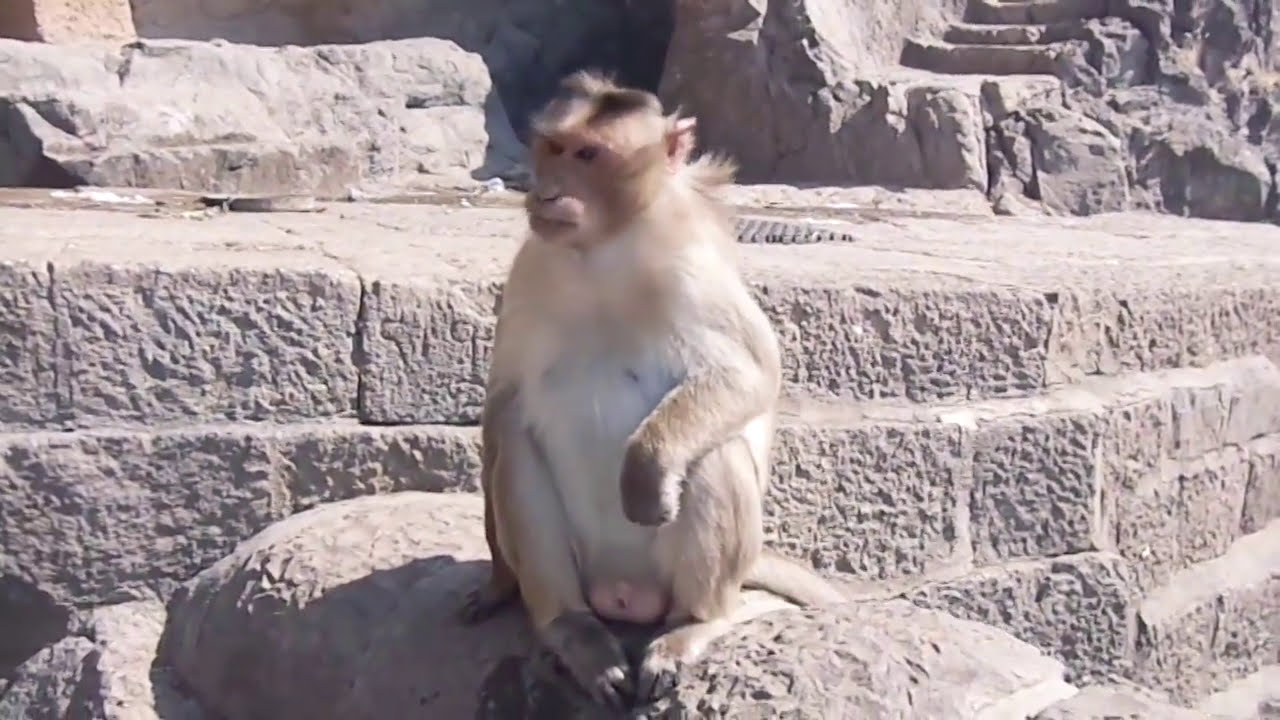 Funny Monkey Doing Unbelievable Actions #funnyanimals #funnymoments #funnymonkey #funnymonkeyvideos