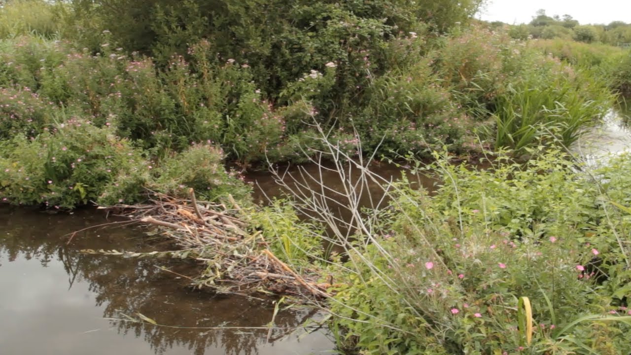 Kent Wildlife Trust: Beavers back in business