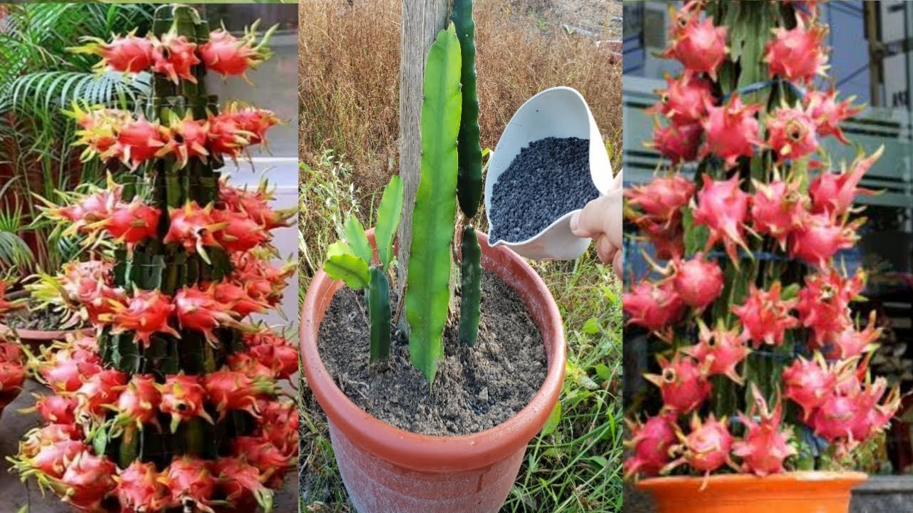 How to feed dragon fruit plants / when do i feed dragon fruit
