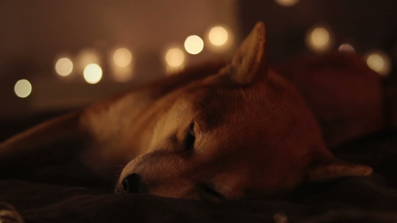 Real Shiba Inu Sleeping 🐶 | Rain Sounds & Relaxing Music for Deep Sleep & Meditation | 3 Hours