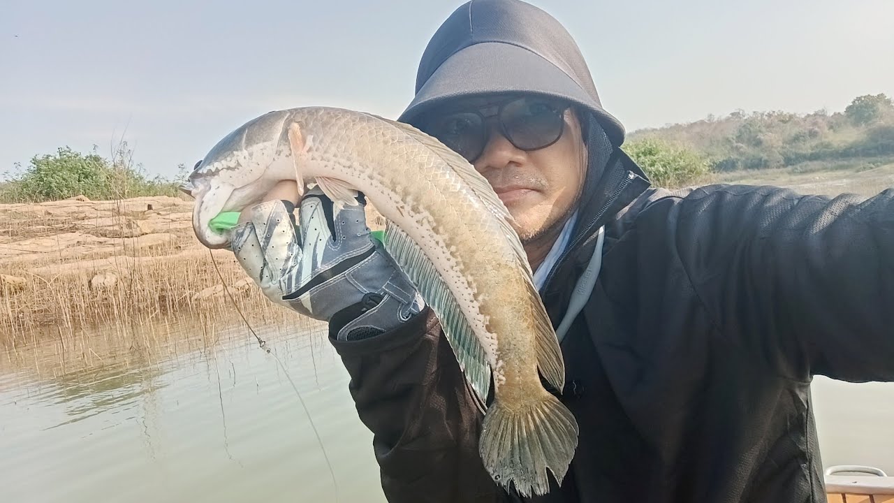 ตกปลาช่อน & ตกปลากระสูบ |อย่างชอบ..น้ำลดตอหญ้าโผล่ โด่ๆ เด่ๆ ..กัดวุ่นวาย
