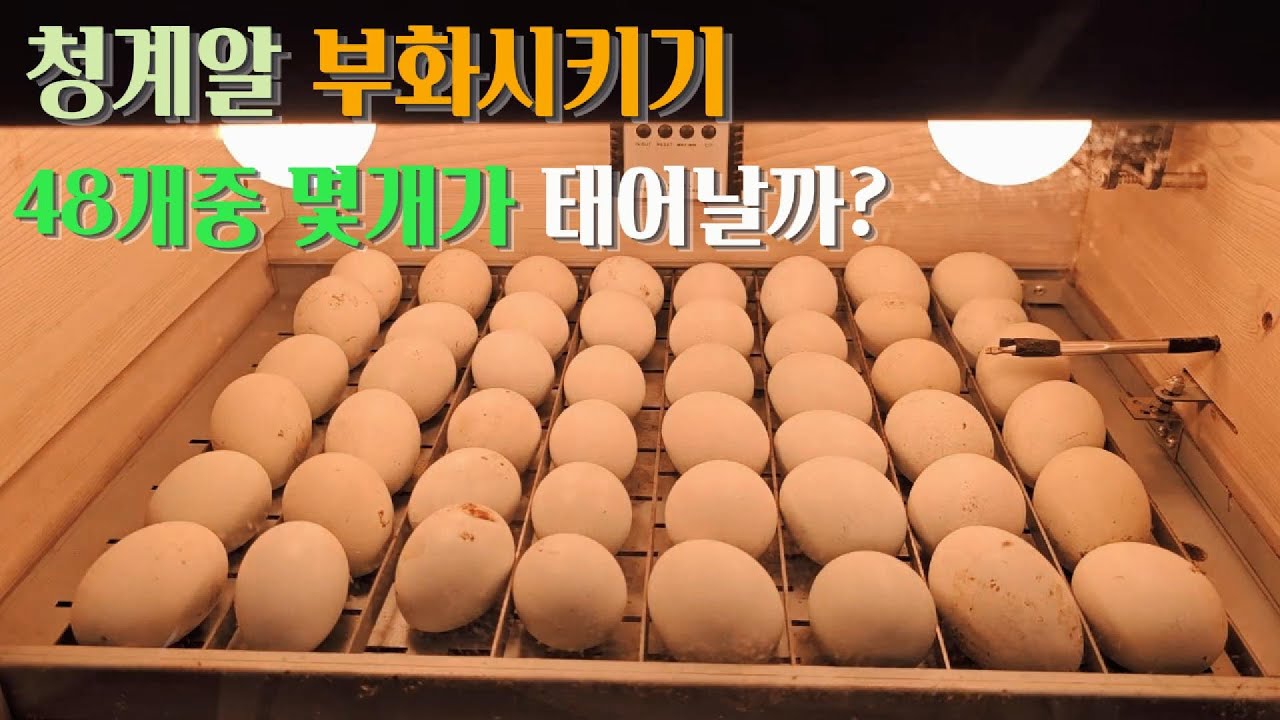 청계알 부화시키기 22일간의 기록