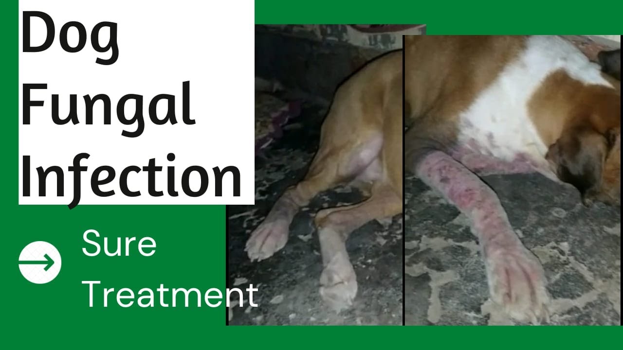 dog fungal skin infection treatment / dog skin diseases and treatment