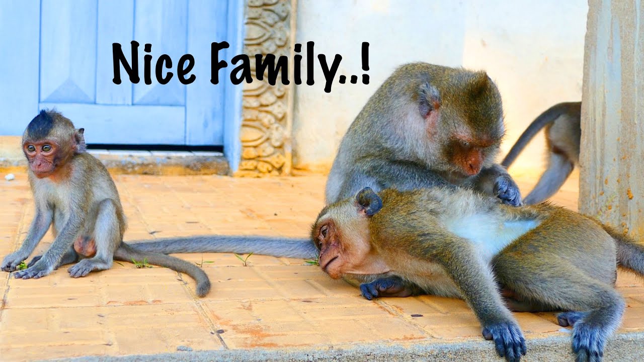 Very Nice Family...Respectfulness of Good Heart Monkey Emila For Grooming Big Boy Milo