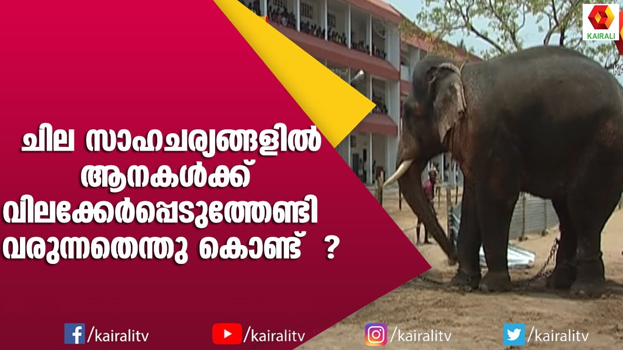 ലോറി കുത്തിമറിച്ചു കഴിഞ്ഞ ആനയെ നാട്ടുകാർ കൈയ്യടിയോടെ വരവ് വച്ചപ്പോൾ | E for Elephant | Kairali TV