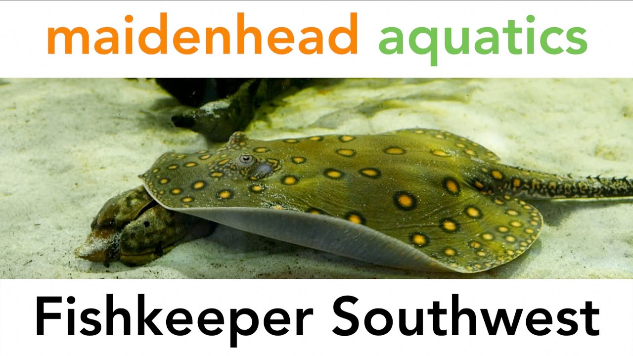 Maidenhead Aquatics - Fishkeeper Southwest