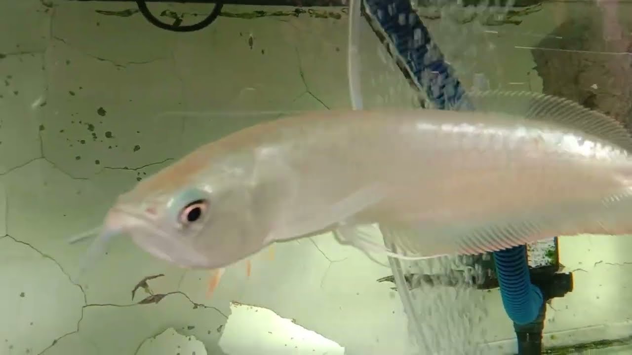 JANGKRIK BUAT IKAN ARWANA SILVER RED