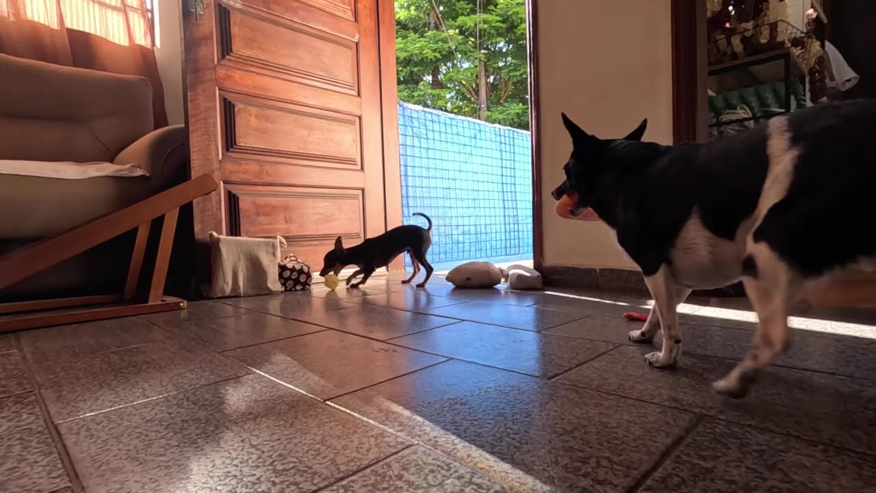 Como fazer seu cachorro se movimentar mais - maratona de cachorro #cute #pets #petsfofinhos