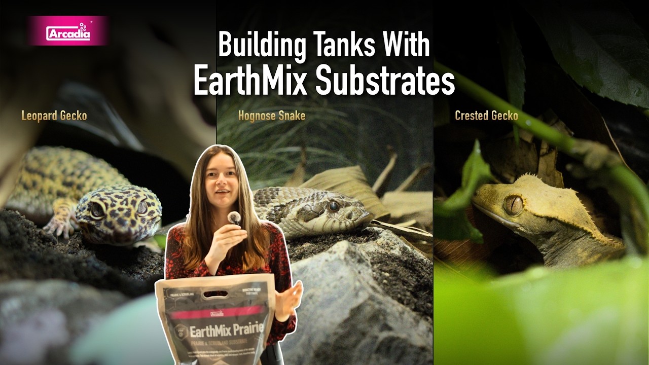 Полное обновление террариума для рептилий | Леопардовый геккон, свиноносый геккон и гребенчатый г...