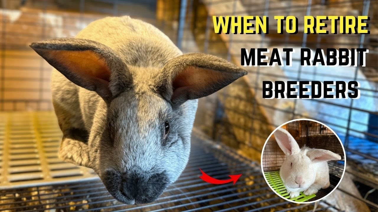 How To Decide When It’s Time to Retire Your Meat Rabbit Breeders
