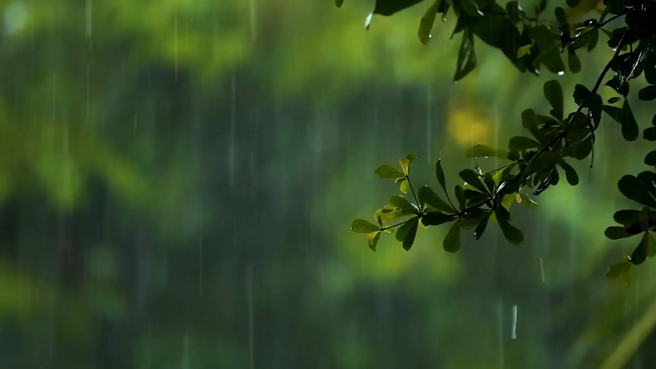 The beautiful little river is raining , sleep, relax, meditate, ASMR, Real Shot