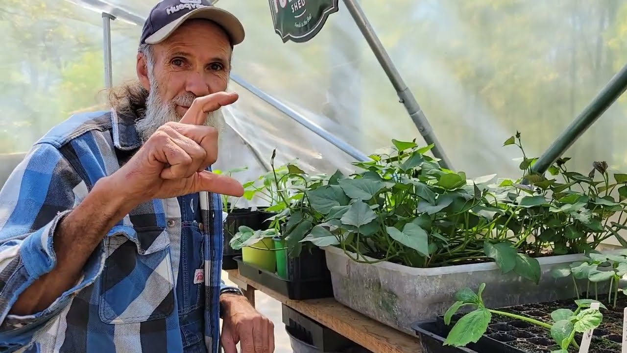 Tips for Growing Sweet Potato SLIPS