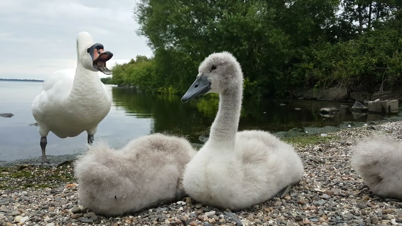 ❤🇮🇪TINY FURRY BABY MUTE SWAN CYGNETS🐤LOUGH NEAGH🧞‍♂️OXFORD ISLAND NATURE RESERVE IRELAND🇮🇪Subscribe