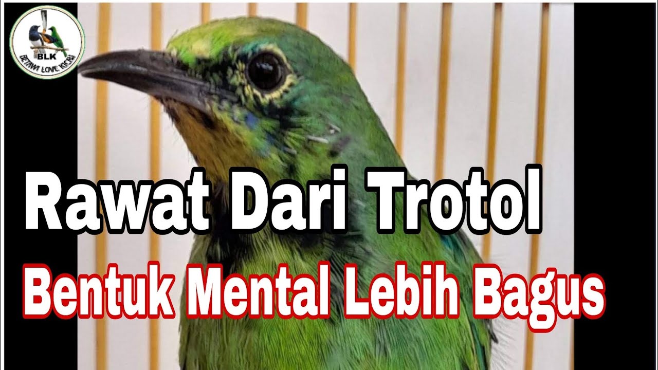 cara merawat cucak ijo trotol  agar terbentuk mental juara