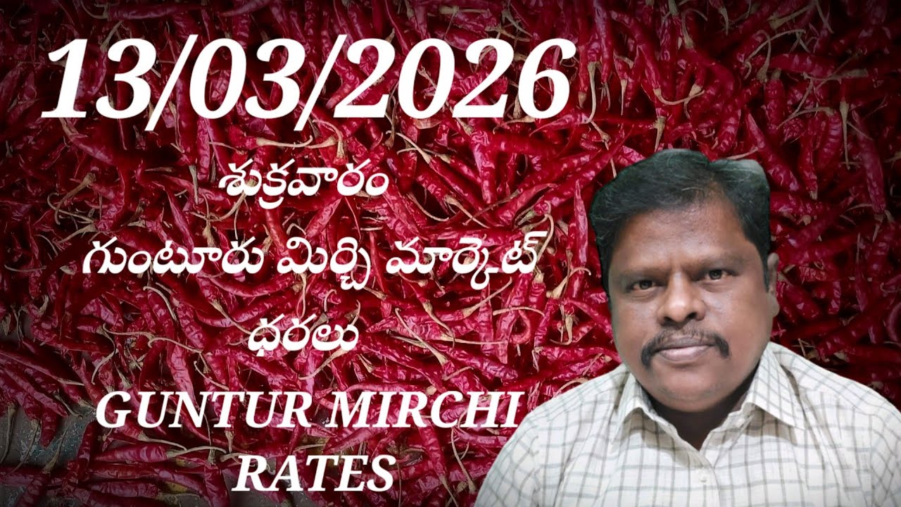 13 March 2026 GUNTUR MIRCHI MARKET RATES గుంటూరు మిర్చి మార్కెట్ ధరలు 