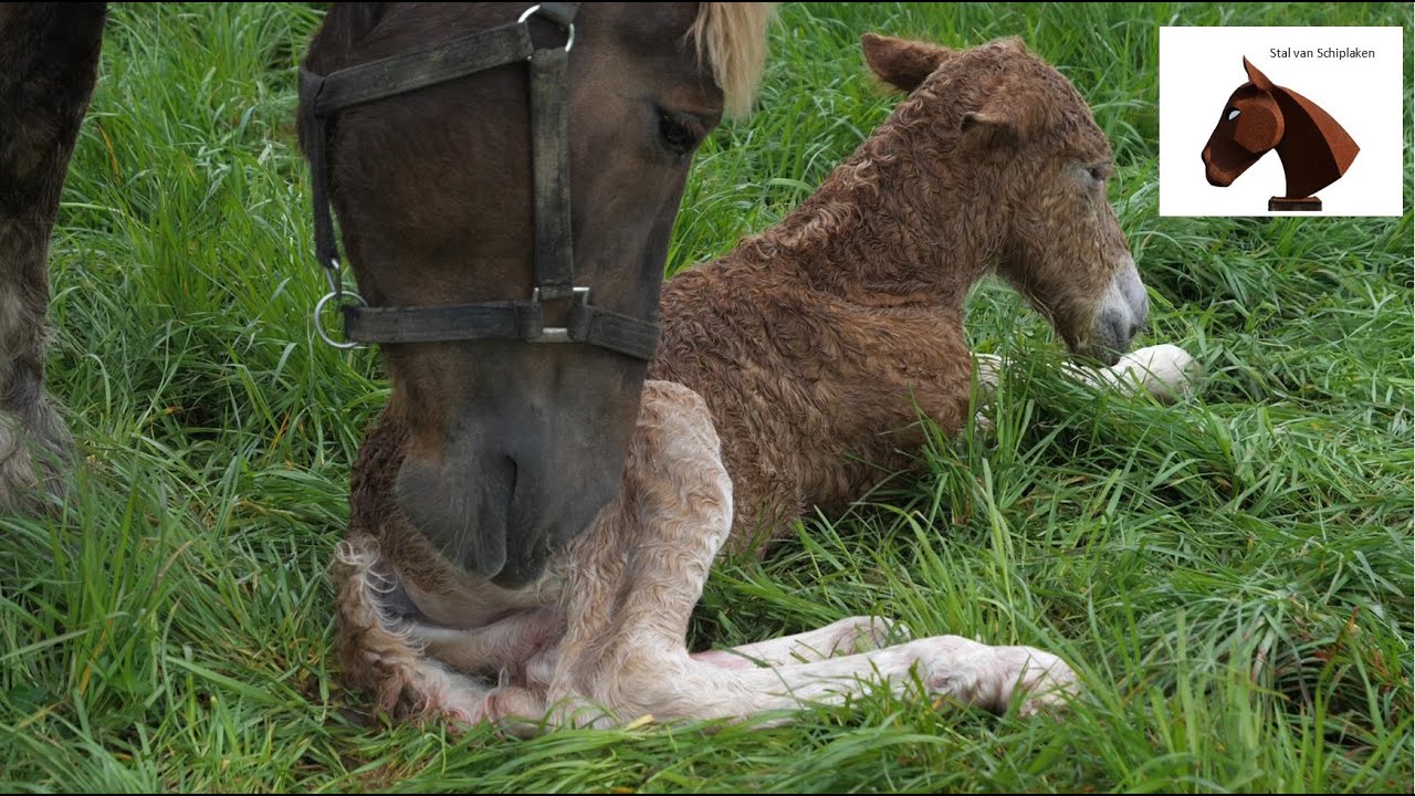 Belgian Draft Horses : birth of a foal