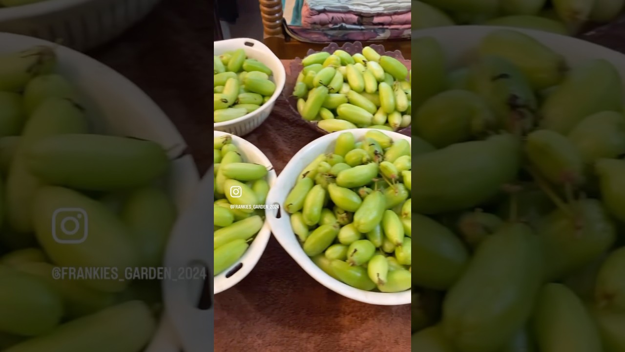 Bilimibi Harvest #frankiesgarden #terracegarden #nurserygarden #plantsale