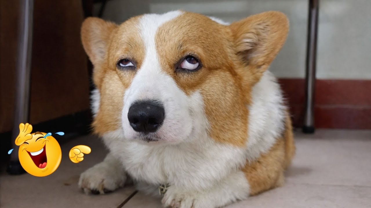I Asked for a Dog… But Got a Full-Time Comedian Instead 😂🐶 Funniest Dog Moments Ever