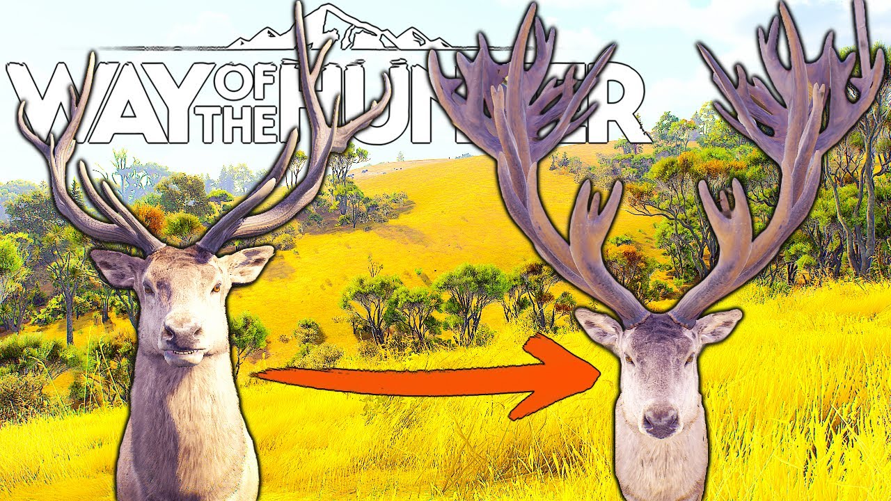 One-to-Five Star (New Zealand) Red Deer | Way of the Hunter
