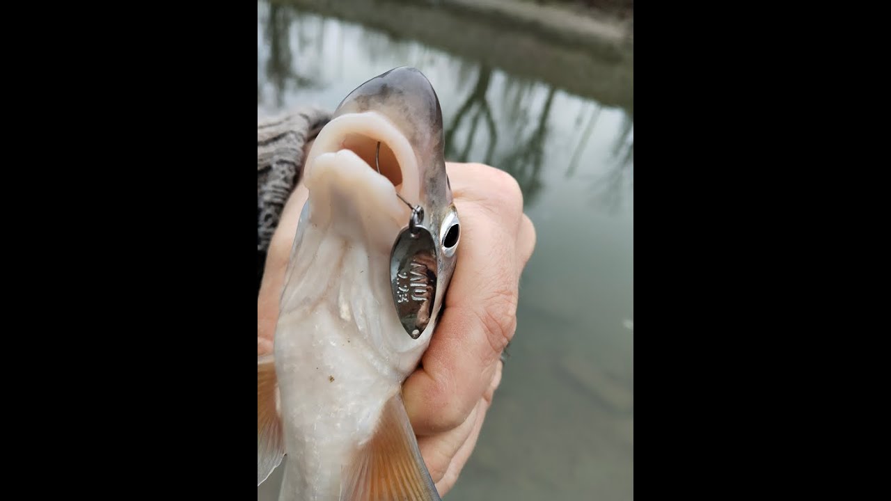 Unlimited Fish? Insane Fishing Session with Nonstop Action 🎣