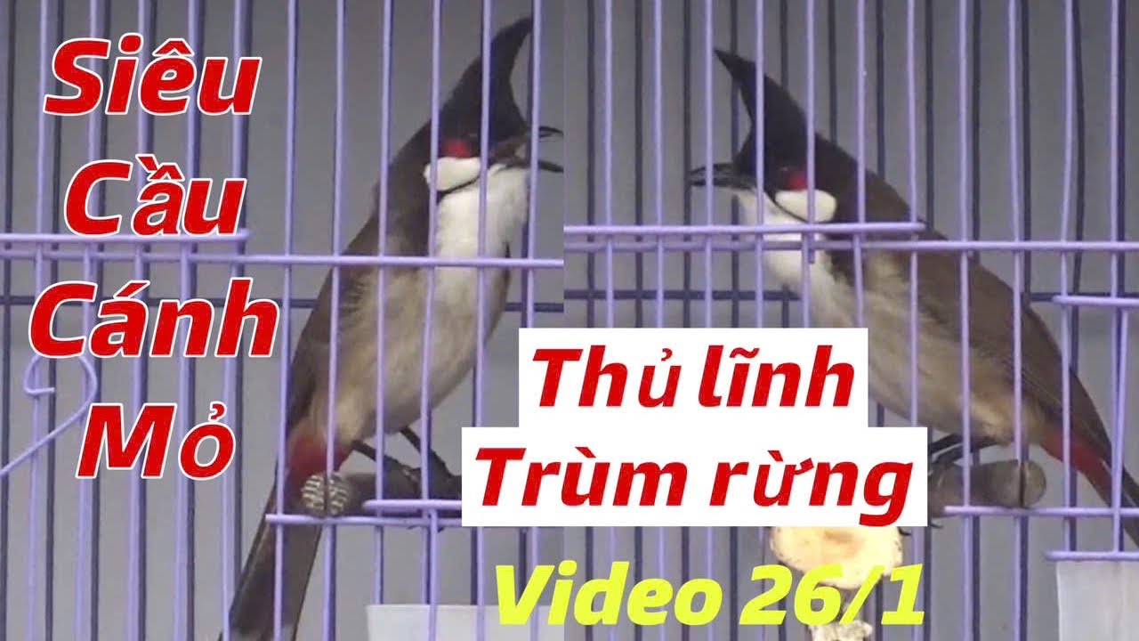 THỦ LĨNH - TRÙM RỪNG XANH // LÂN TÊ GÁY NGỰA // QUỶ ĐÈO NẾT SIÊU CẦU CÁNH MỎ