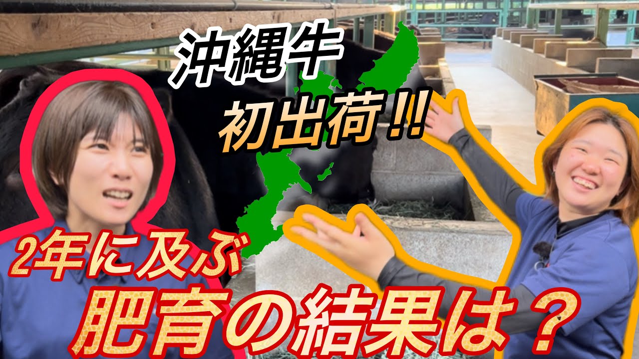 沖縄牛の2年後！格付け結果をいっちゃん＆なみちゃんが大公開！2025年版