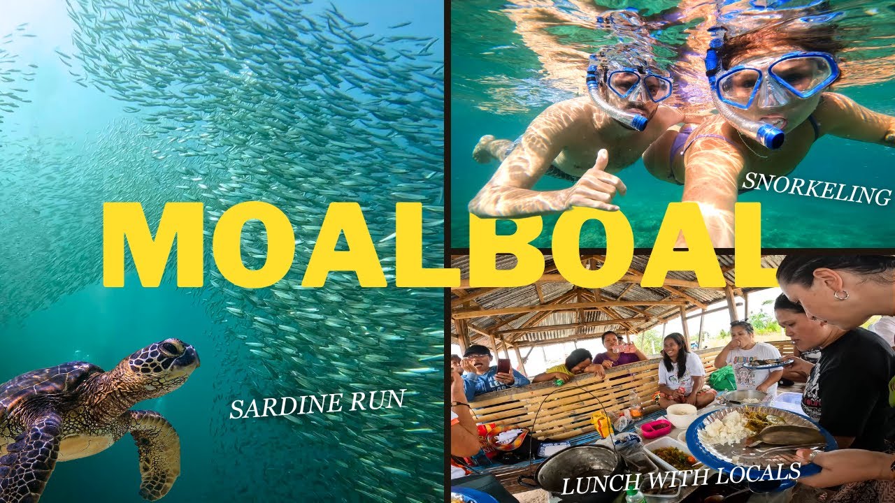 We Did WAY More Than We Expected in Moalboal! (Sardine Run, Snorkeling w/ Turtles and More!) 🇵🇭