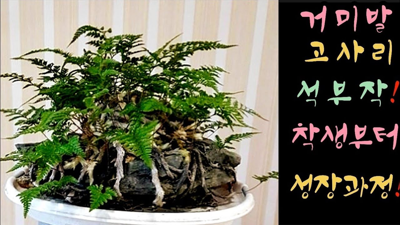 거미발 고사리 석부작!!