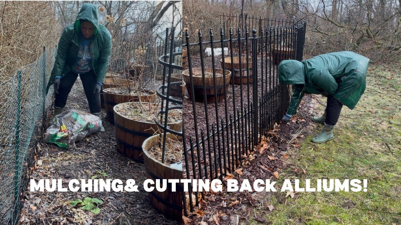 MULCHING || CUTTING BACK ALLIUMS || WE FINALLY OUTSIDE!! 