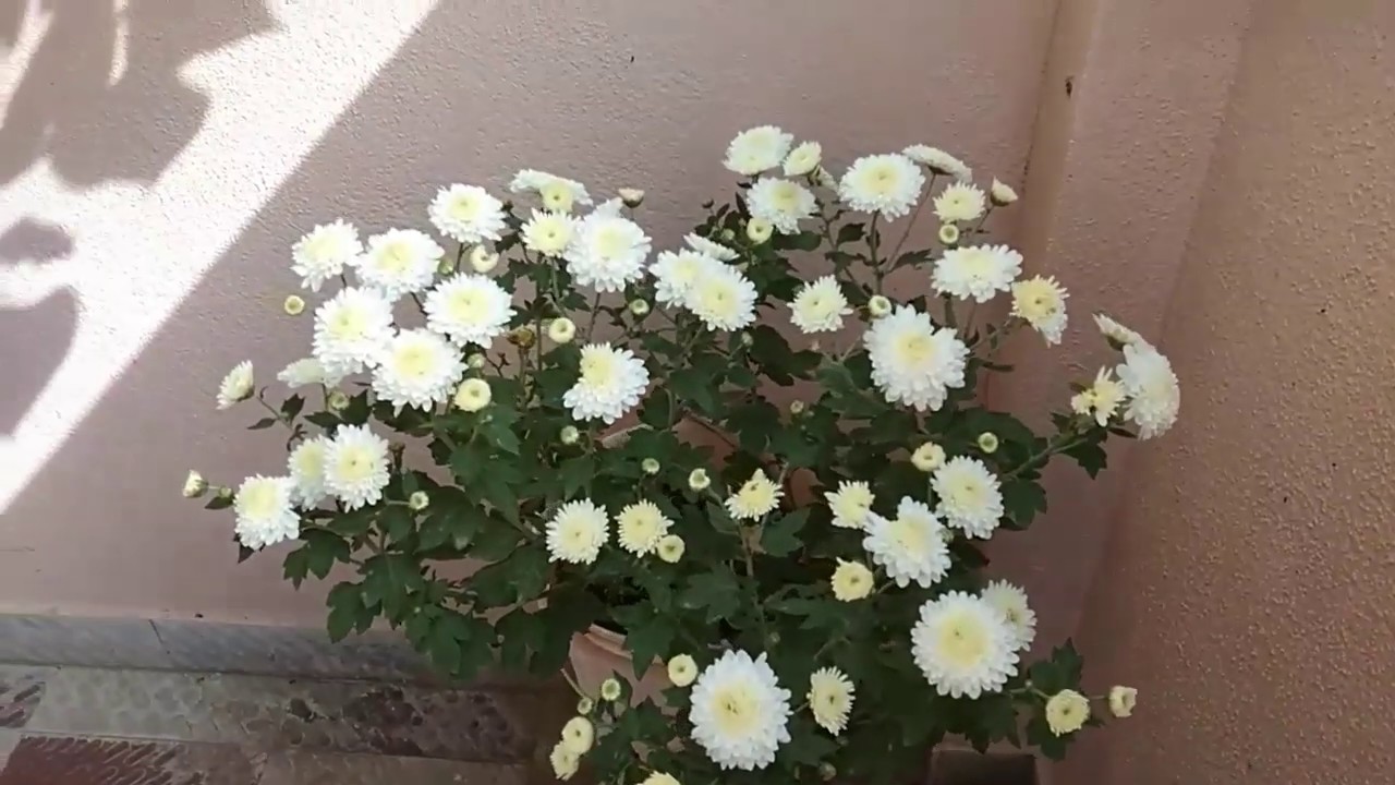 Chamanthi flower plant / Chrysanthemum flowers / Flowers images  / Gardening / My Home Crafts / DIY