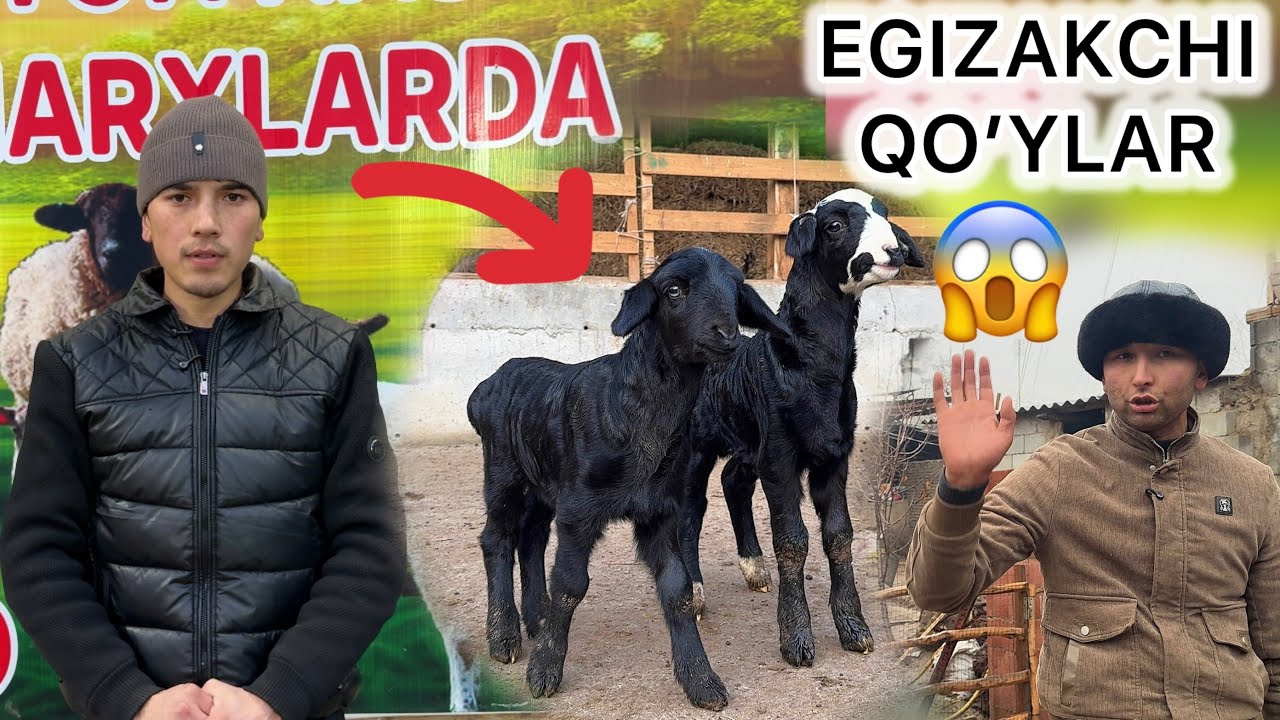 3.000 DAN BOGOZ ONA BOLA QOYLAR KELDI 😱 SHOK NARHDA!