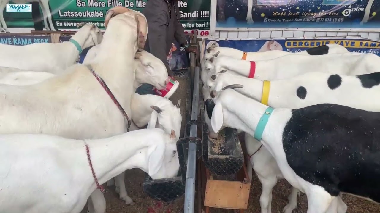 FODDAK EXPOSITI02N BERG YAYE RAMA SECK