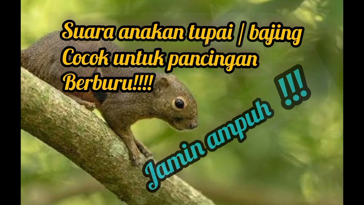 suara tupai / bajing
