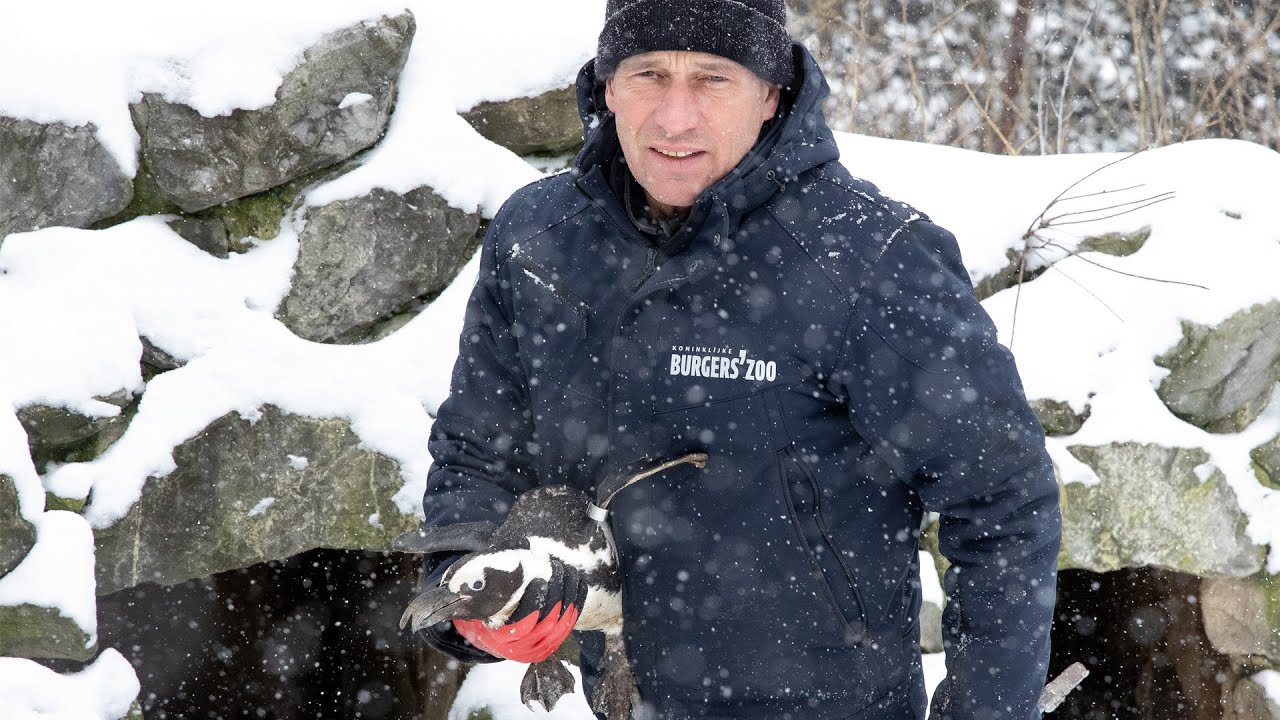 TE KOUD voor de PINGUÏNS 🐧