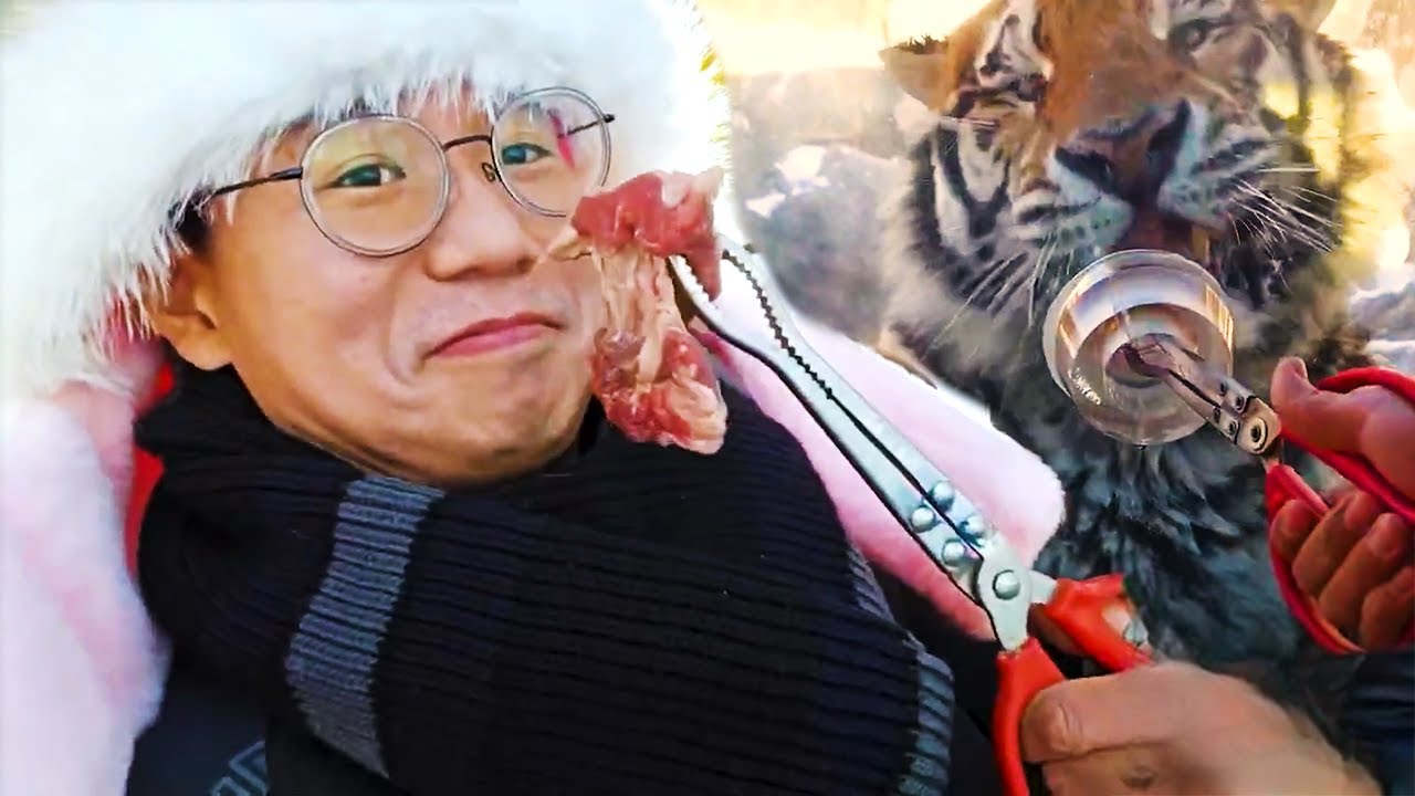 하얼빈 호랑이 밥주기