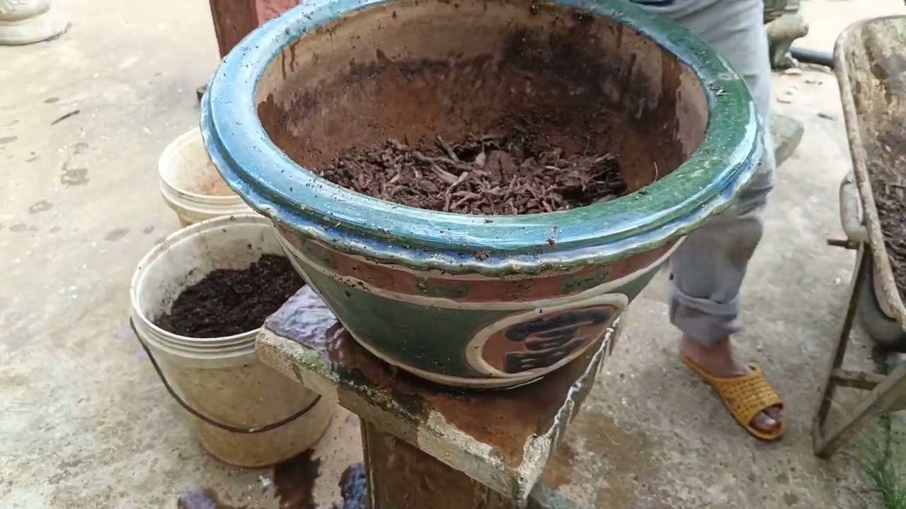 Thay chậu mai chơi tết, cách thay chậu an toàn