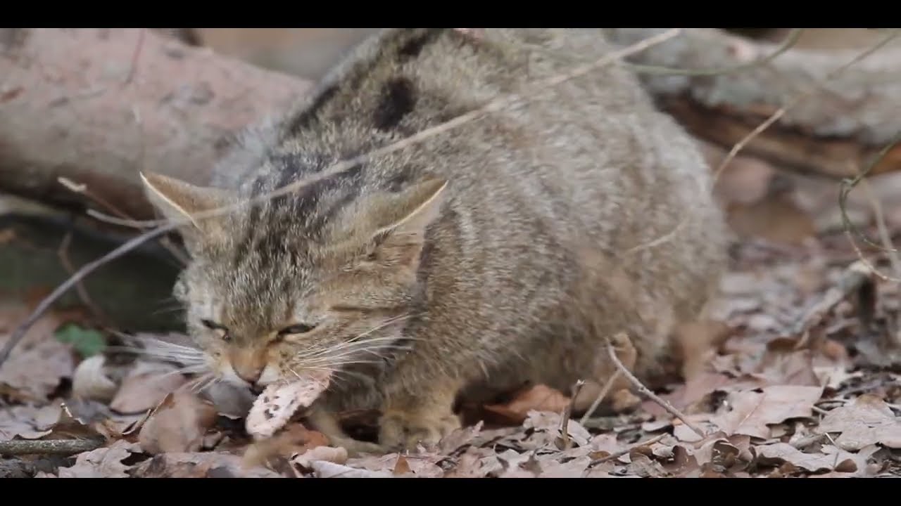 Erlebe die Wildkatzen im Nationalpark Thayatal