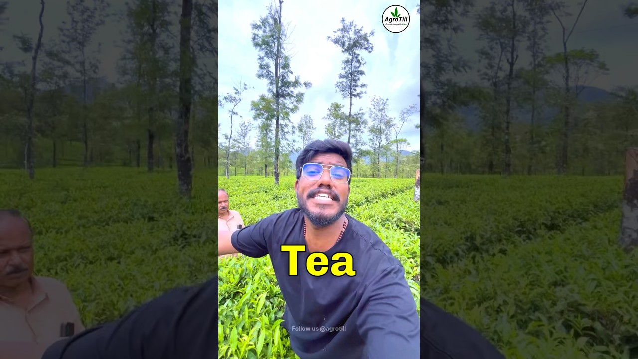 Tea Farming 🍃| ₹40,000/kg🔥 | Agrotill | #farming #agriculture #shorts