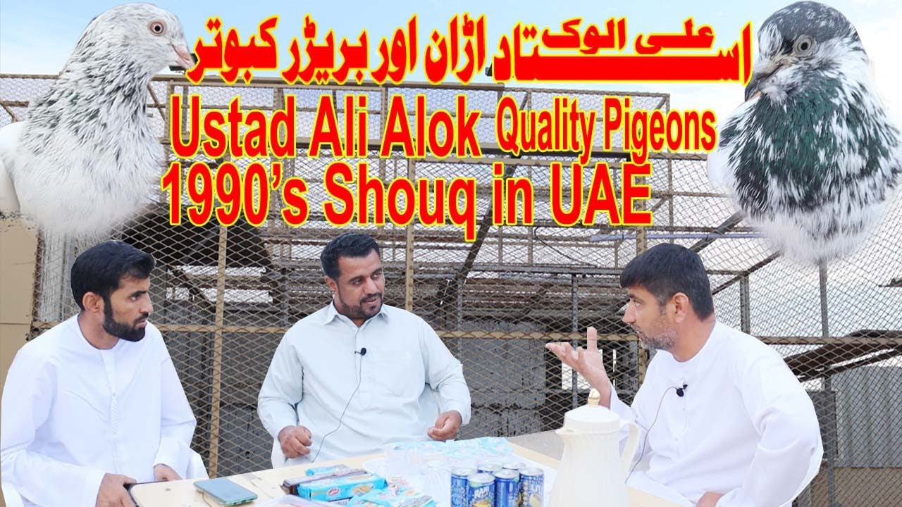 Ustad Ali Alok|Purane Shouqeen |Best Quality and Beautiful Pigeons|Informative Video|Tips|Discussion