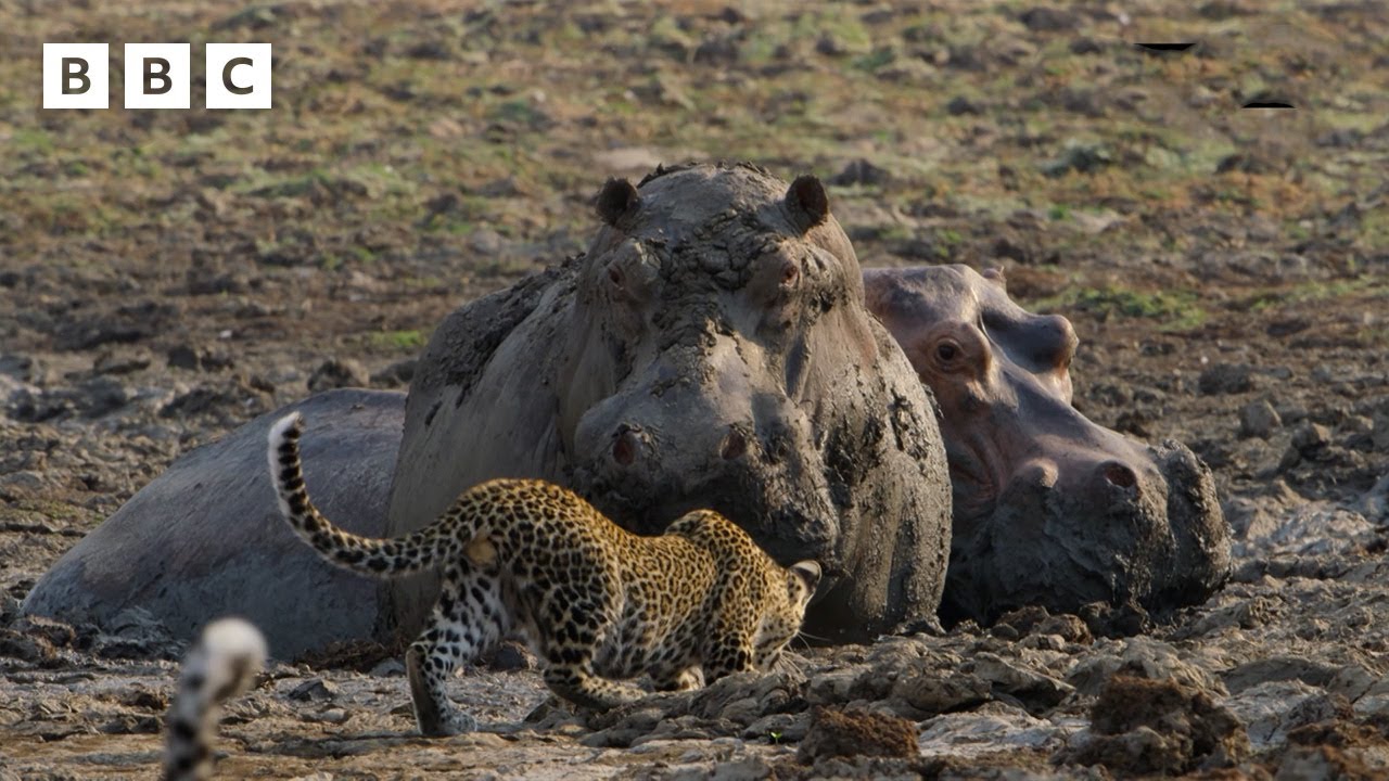 How close is too close to a hippo? | Kingdom &ndash; BBC
