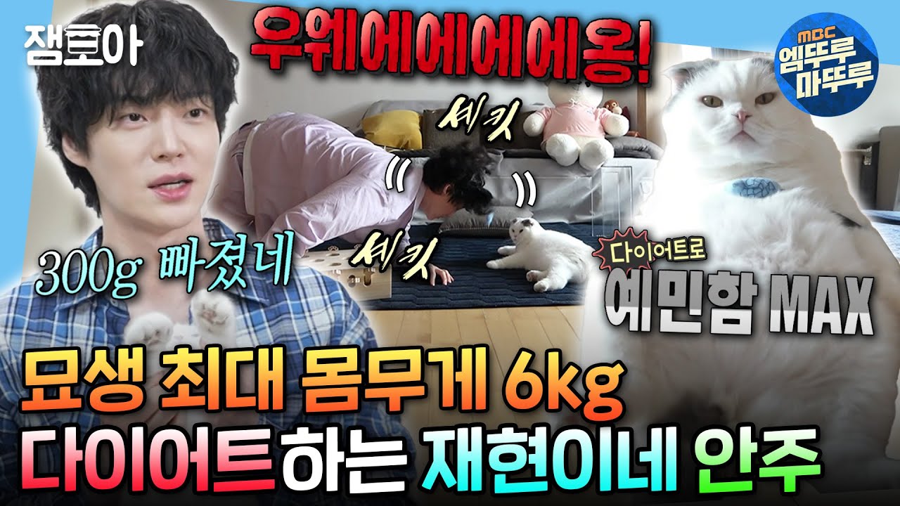 [#나혼자산다] 다이어트로 예민한 6kg 뚱냥이 안주와 집사 안재현의 아침 일상✨ | #안재현 #안주 MBC240510방송