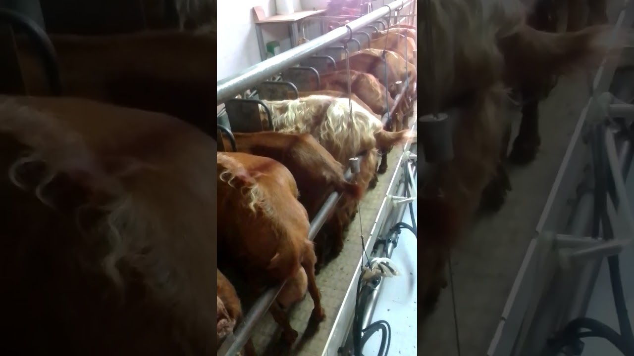 VIDA REAL SUSCRÍBETE 