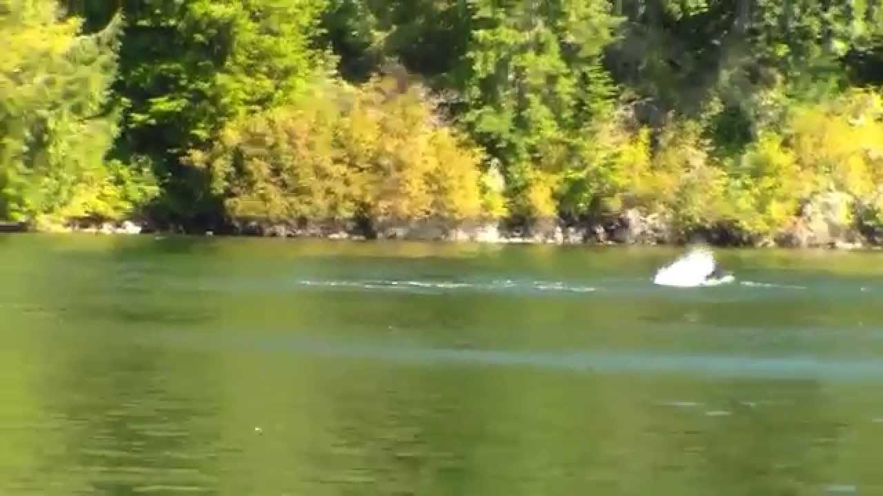 Transient (Bigg's) Orcas vs Dolphins in Lagoon Cove