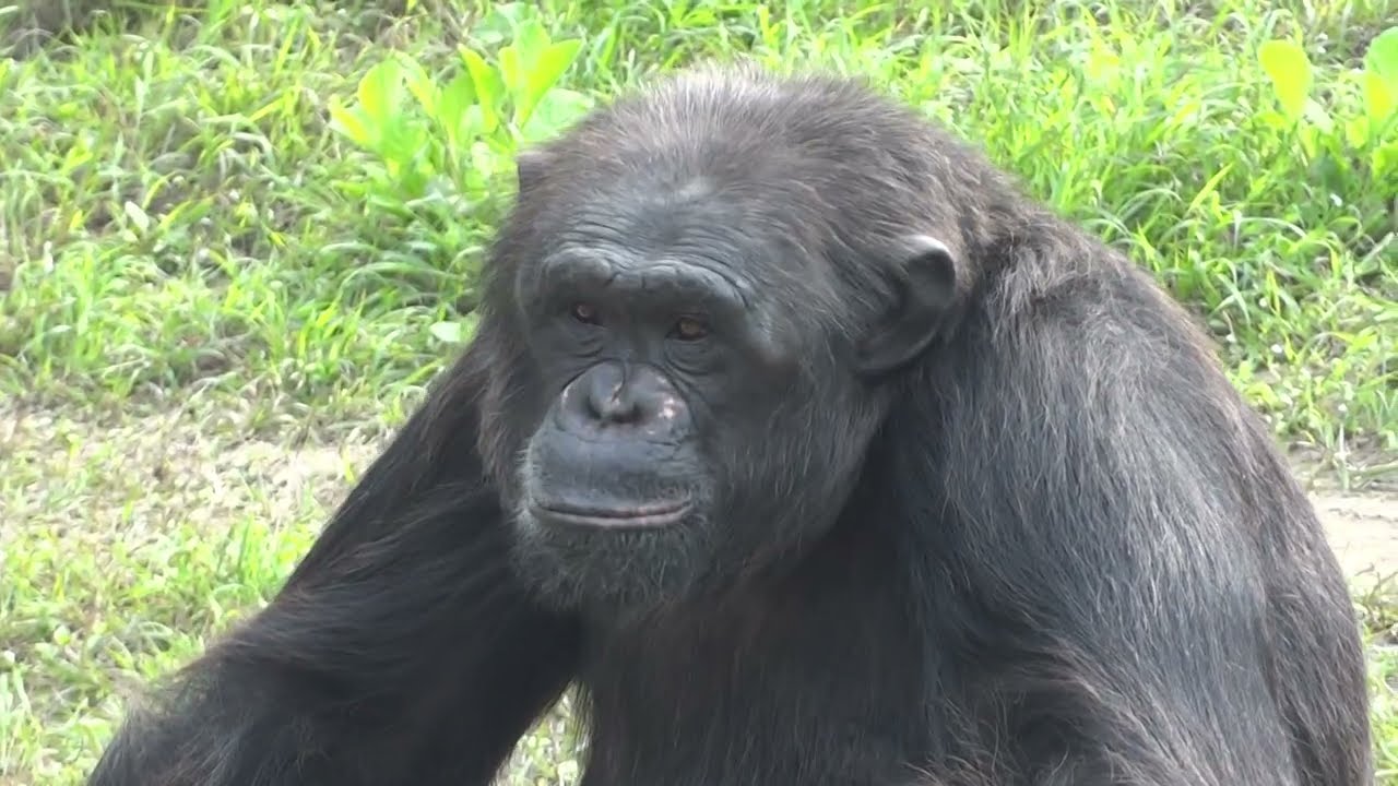 Chimpanzee drinking water 