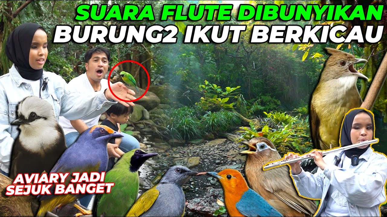 WOW..! ALAT MUSIK INI BIKIN BURUNG2 PADA BERKICAU...! AVIARY TERASA JAUH LEBIH SEJUK..
