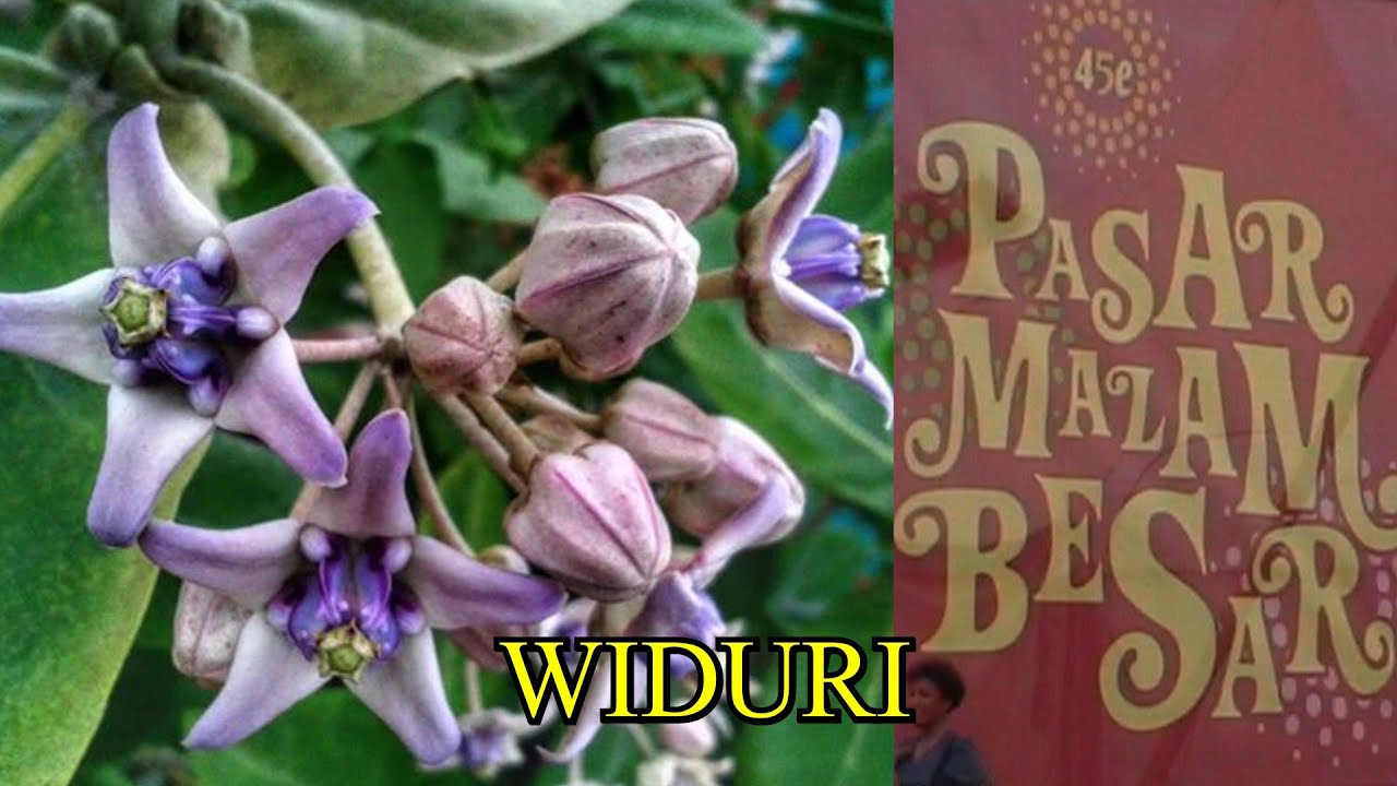 WIDURI - ROBBY LUBIS & CHALLENGE   (lyrics)
