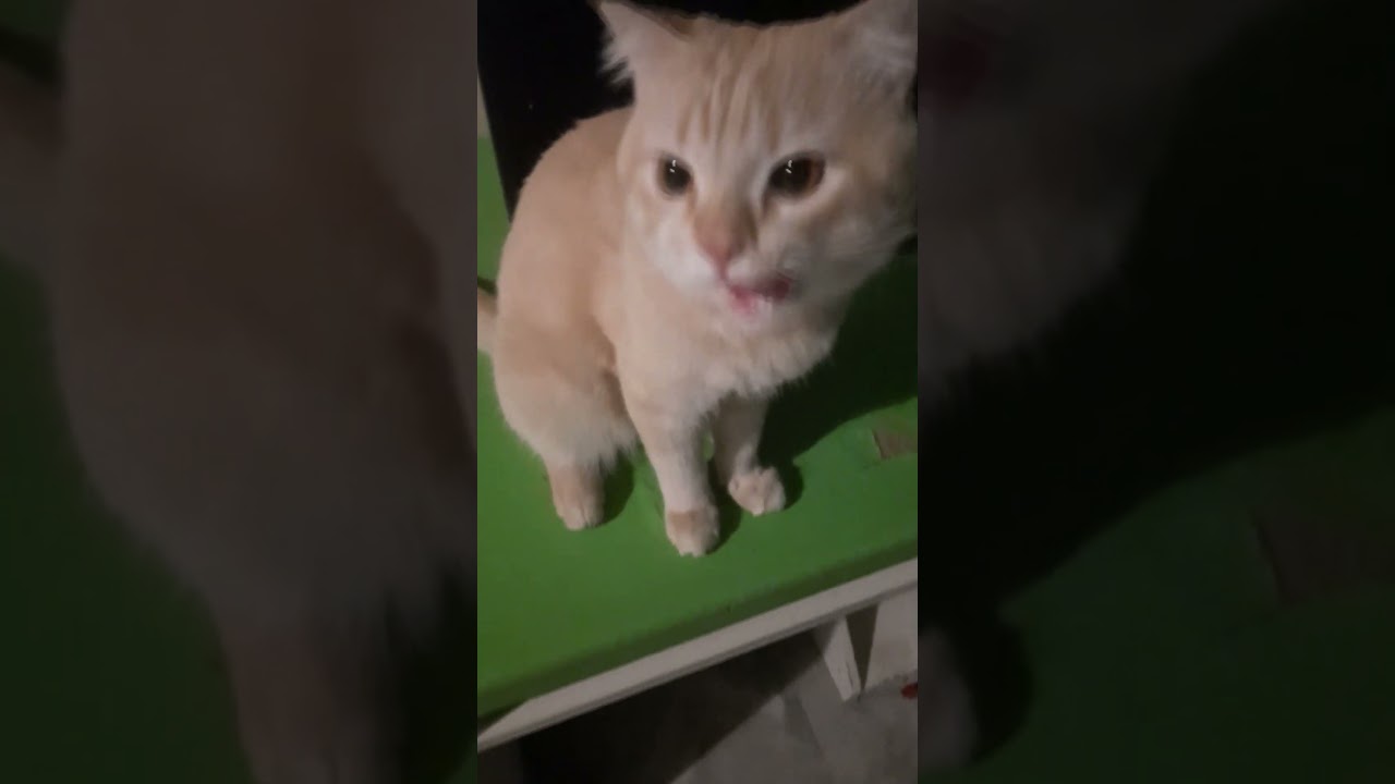 Grumpy kittens dad !. #cat #animalmeow #meows #catvideos #catlover #kitten #cute #catmeow
