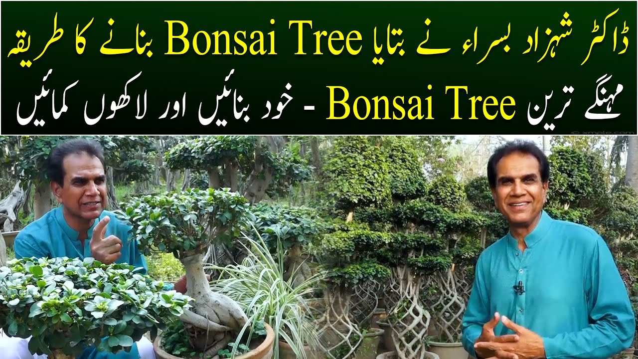 How to easily make a Bonsai Tree | Make Bonsai Tree & Earn Million of Rupees | Dr Shahzad Basra